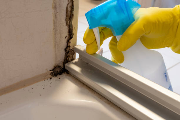 Best Attic Mold Removal  in Millbrook, AL